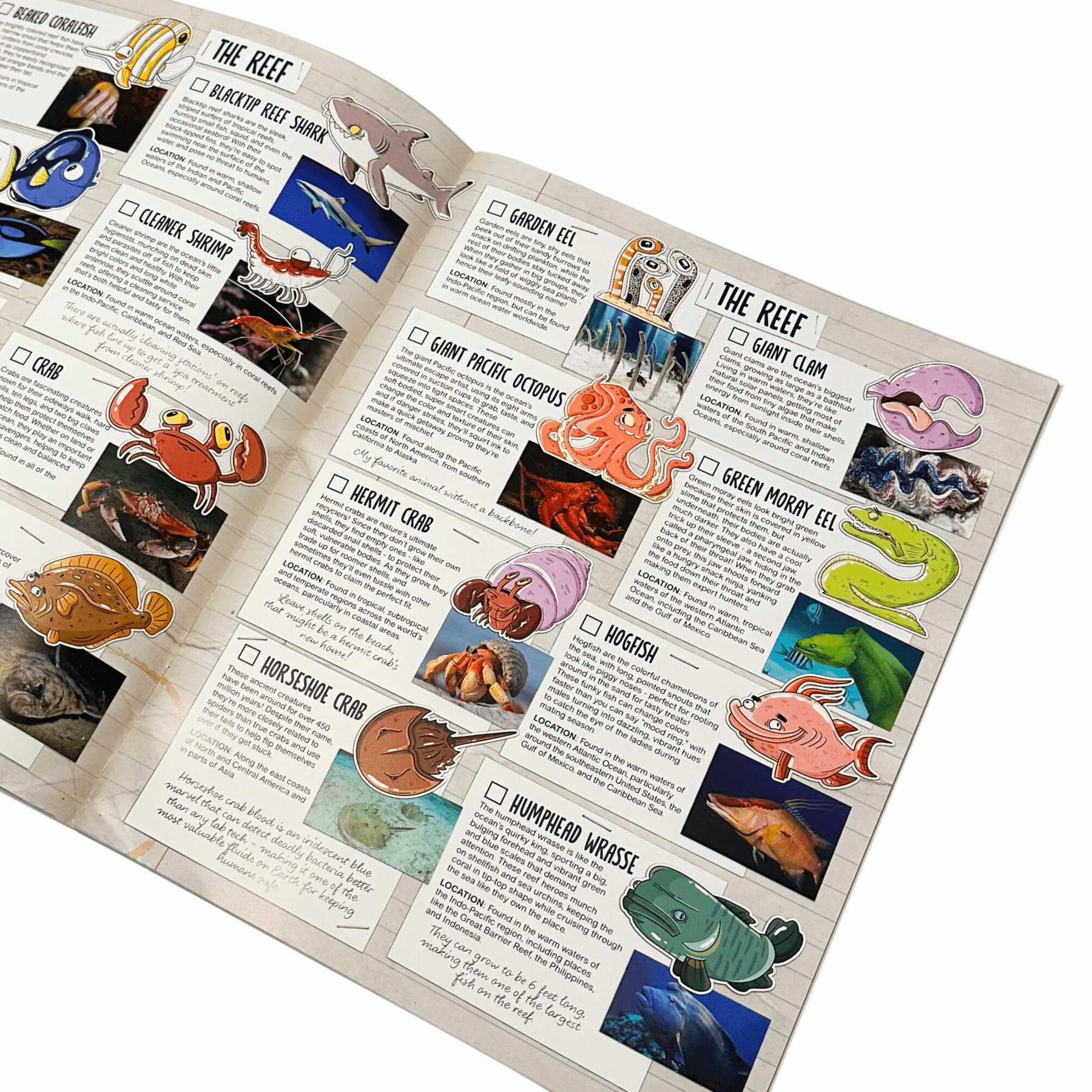 Portland Aquarium Educational Booklet - Mike Bennett Studios